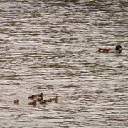 Denmark - ducks in Ribe 01