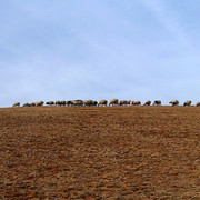 A flock in Mongolia