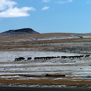 Mongolia - wild horses on steppes