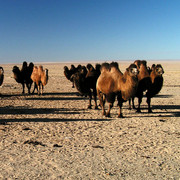 A herd of camels in the Gobi desert