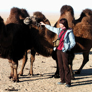 Gobi - the wild two-humped Bactrian camel
