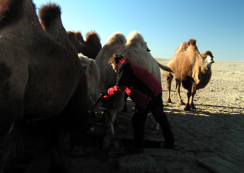 Gobi - Brano watering camels