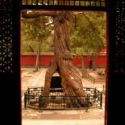 Beijing - Forbidden City 26