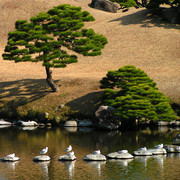Japan - birds in a Zen garden