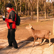 Japan - Nara Shika deer following Brano