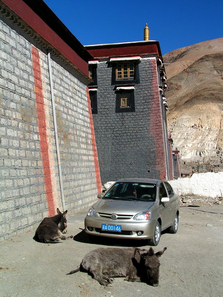 Tibet - donkeys in Sakya