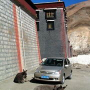 Tibet - donkeys in Sakya