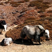 Nepal - trek to Yak Kharka - Tibetan yaks 02