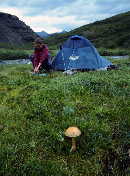 Iceland - mushroom, Paula and wet tent