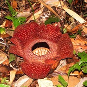 Malaysia - Borneo - a Rafflesia flower