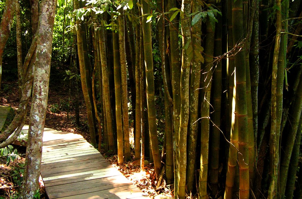 Malaysia - canopy walking in Borneo 01