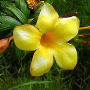Malaysia - Borneo flora 08