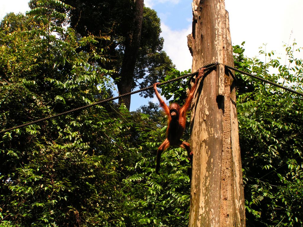 Malaysia - Borneo - Sepilok orangutans sanctuary 14