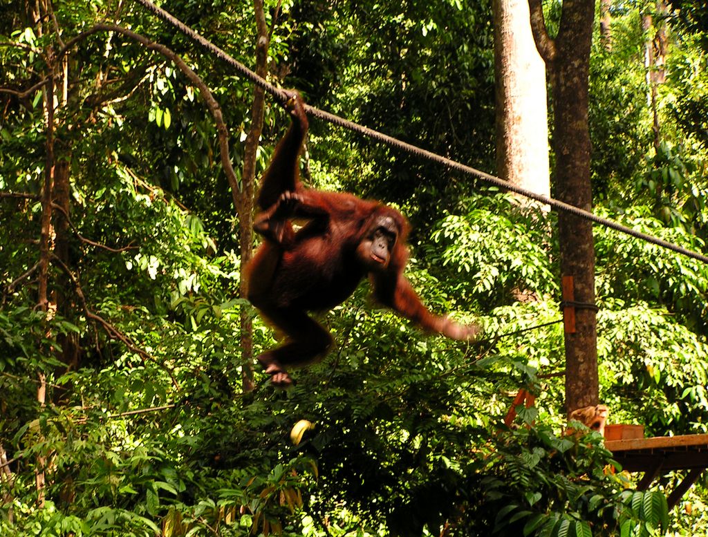 Malaysia - Borneo - Sepilok orangutans sanctuary 20