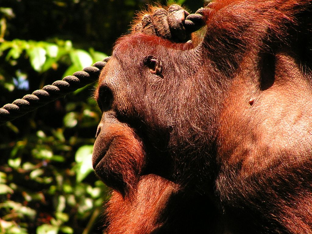 Malaysia - Borneo - Sepilok orangutans sanctuary 21