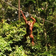 Malaysia - Borneo - Sepilok orangutans sanctuary 30