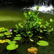 Malaysia - a lake garden in Kuala Lumpur 06