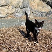 Greece - a wild cat in Kalymnos 02
