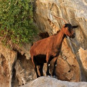 Greece - a Kalymnos goat