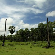 Sri Lanka - Kalkudah bay - palms without a top after tsunami hit