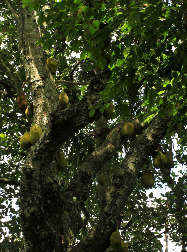 Sri Lanka - a durian tree