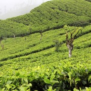 Sri Lanka - Haputale tea plantations 03