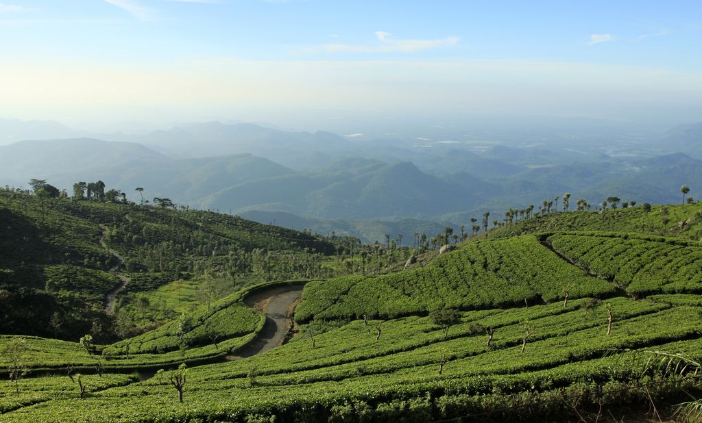 Sri Lanka - Haputale tea plantations 08