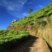 Sri Lanka - Haputale tea plantations 12