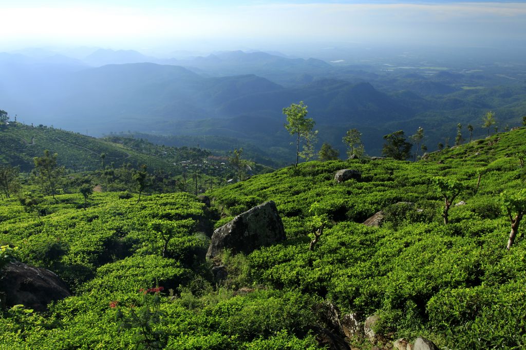 Sri Lanka - Haputale tea plantations 15