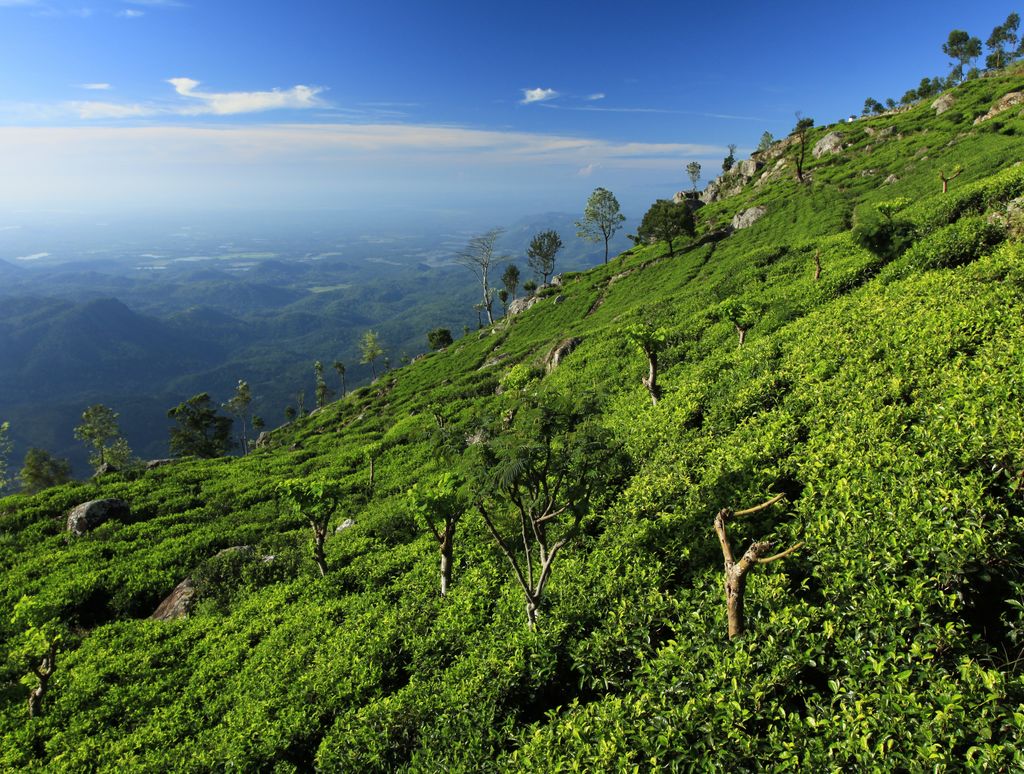 Sri Lanka - Haputale tea plantations 16