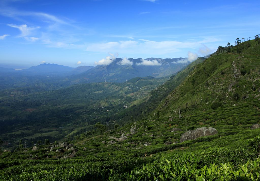 Sri Lanka - Haputale tea plantations 17