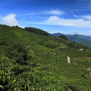 Sri Lanka - Haputale tea plantations 21