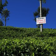 Sri Lanka - first planted tea field