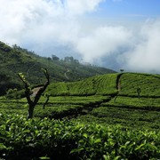 Sri Lanka - Haputale tea plantations 25