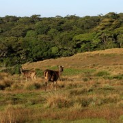 Sri Lanka - Sambar deers in Horton Plains 01