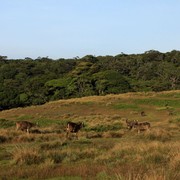 Sri Lanka - Sambar deers in Horton Plains 02