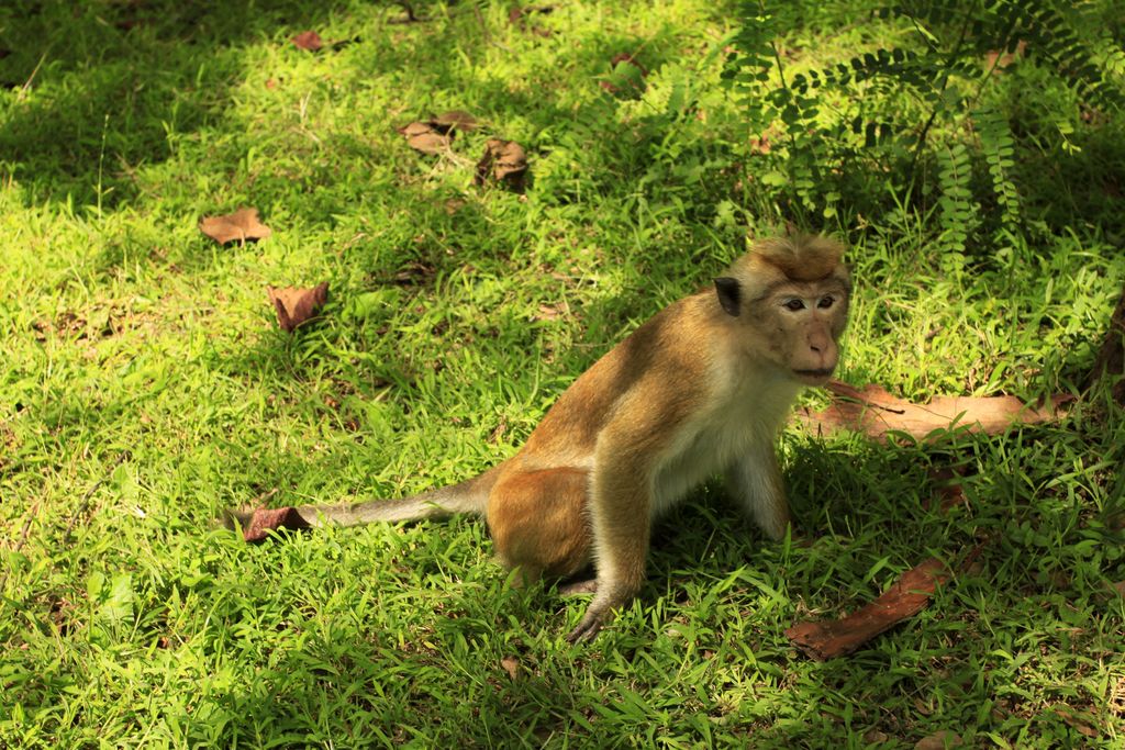 Sri Lanka - Polonnaruwa - a toque macaque