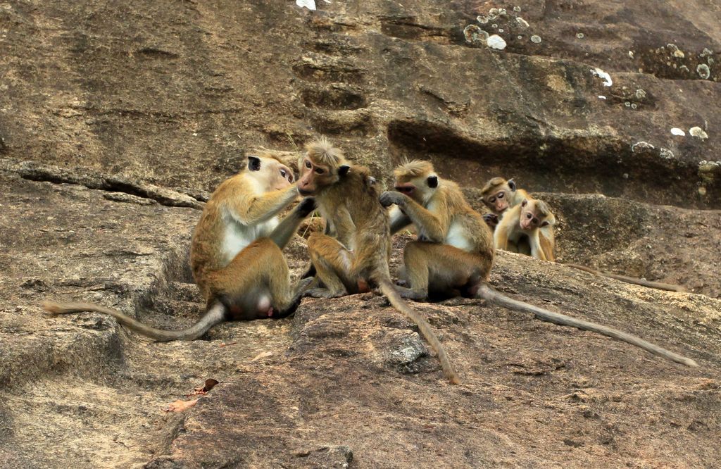 Sri Lanka - Sigiriya monkeys 02