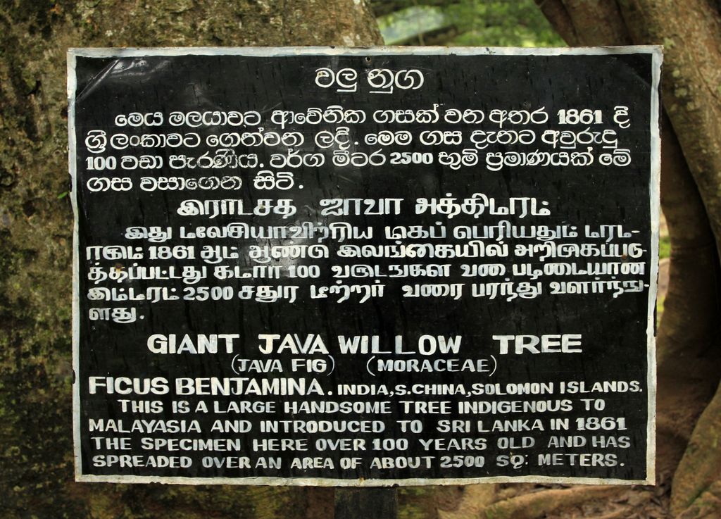 Sri Lanka - Giant Java Willow Tree