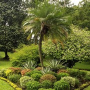 Sri Lanka - Kandy - Peredeniya Botanical Garden 07