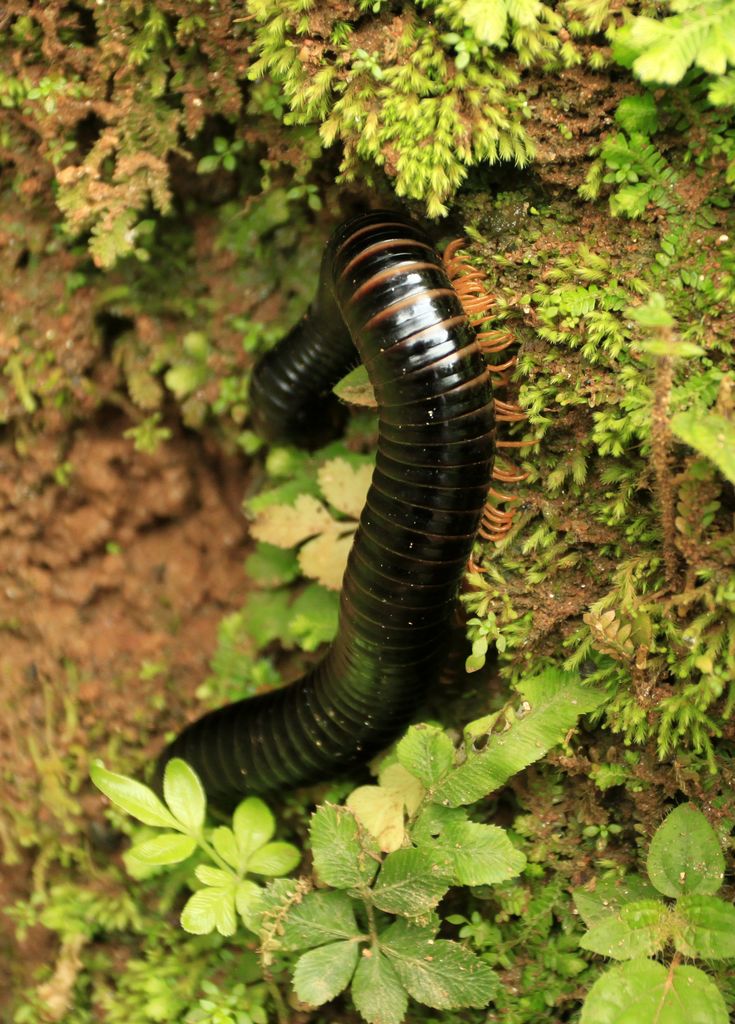 Sri Lanka's caterpillar