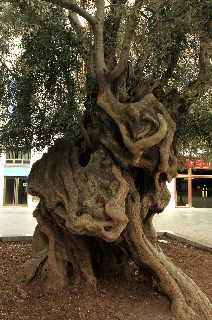 Mallorca - Palma - 800 years old olive tree at Plaza de Cort