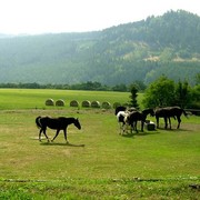 Czechia - Kozelka ranch