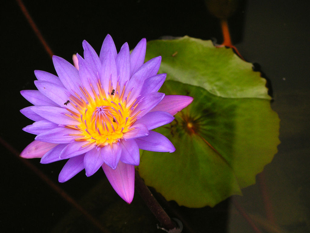 Indonesia - a purple lotus flower