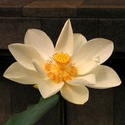 Indonesia - a white lotus flower