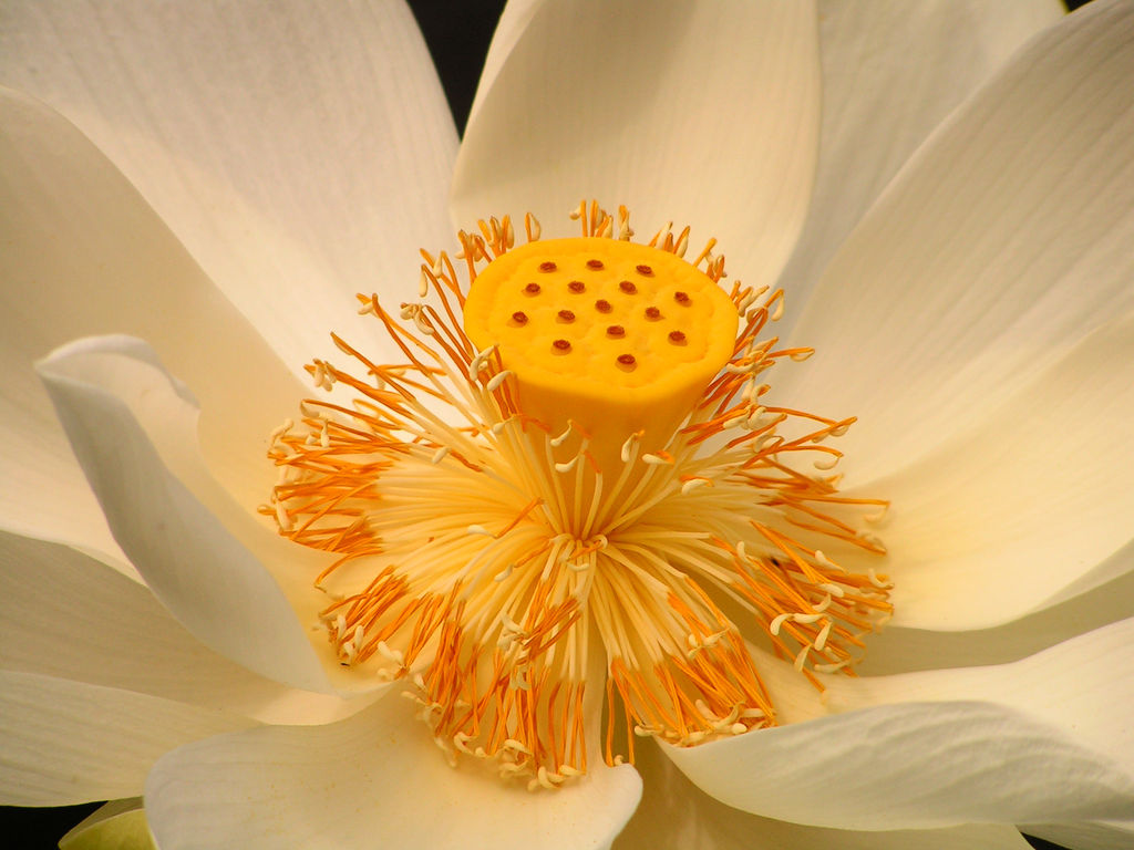Indonesia - detail of a white lotus flower