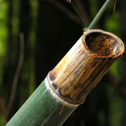 Japan - detail of a cut bamboo