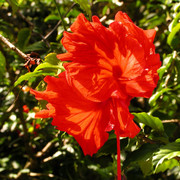 Malaysia - Borneo - a hibiscus flower