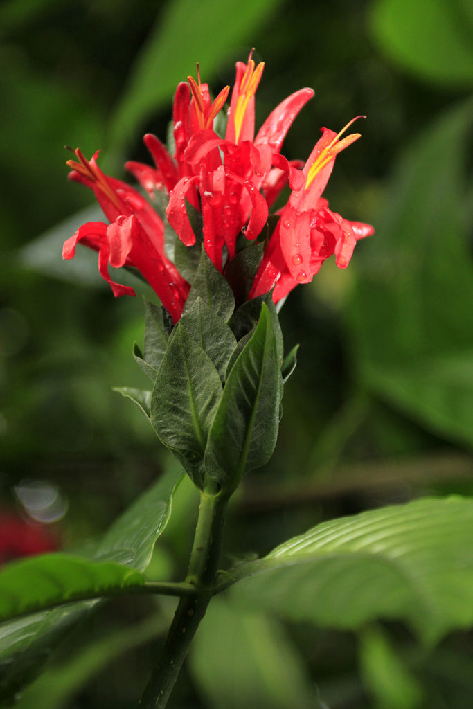 A flower in Sri Lanka 01