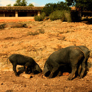 Mallorca - black pigs (el cerdo negro) in Son Real